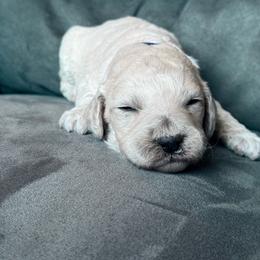Purple collar - Cream female Poodle puppy in Fruita, Colorado from Switzer Poodles