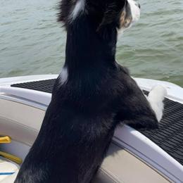 Border Collies from Rescued Dreams Border Collies