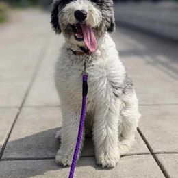 Bernedoodle and Goldendoodle All Grown Up from A.N.A. Doodles