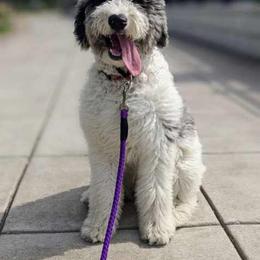 Bernedoodle and Goldendoodle All Grown Up from A.N.A. Doodles