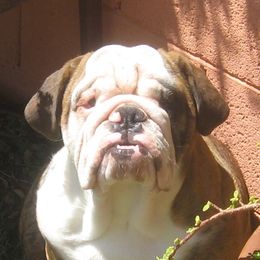 Boss - Bulldog