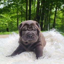 Chinese Shar-Pei Puppies from Maynard Hills Chinese Sharpeis