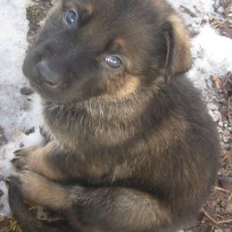 Boy 6 - German Shepherd puppy in Modoc County, California from Vom Marischal Working Lines German Shepherd Dogs
