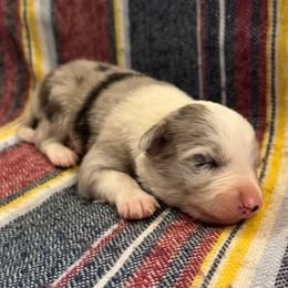 Steel - Blue merle male Border Collie puppy in Mesa, Arizona from Ranch Girl Border Collies