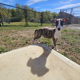 Woodley - Red brindle male Whippet puppy in Fowlerville, Michigan from Bloom's County Kennel