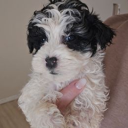 Nelly - Black and white male Schnoodle puppy in Galena, Illinois from Perry's doodles