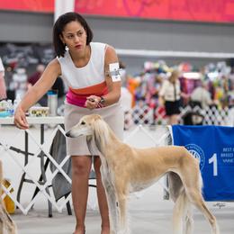 Saluki All Grown Up from Eisa Salukis