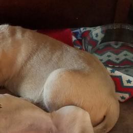 Mastiffs from Deborah's Mastiffs