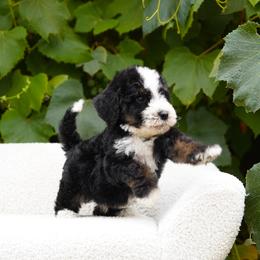 Hashbrown - Tri-color male Bernedoodle puppy in Spokane, Washington from Lilac City Doodles
