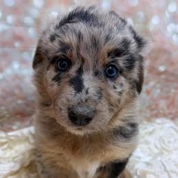 Sister Bear - Lavender - Blue merle female Australian Shepherd puppy in San Marcos, California from Faith Family Freedom Farm