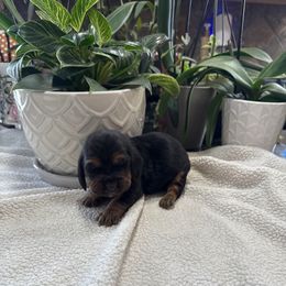 Dumbledor - Black white and tan male Basset Hound puppy in Leroy, Michigan from Iron Sentry Farms