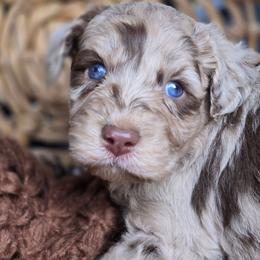 Miles - Brown merle male Aussiedoodle puppy in Ennis, Texas from God’s Little Aussies