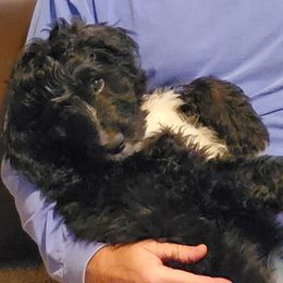 Bernedoodles from Dixon Creek Bernedoodles