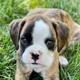 Boxers from Beyond Beautiful Boxers