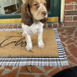 English Springer Spaniel Puppies from Sweet Southern Spaniels