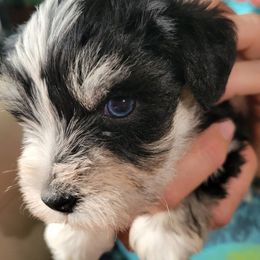 Miniature Schnauzer Puppies from Gloria Gullickson