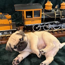 Boy 3 - male Pug puppy in Anderson Island, Washington from Purebred Pugs of Puget Sound