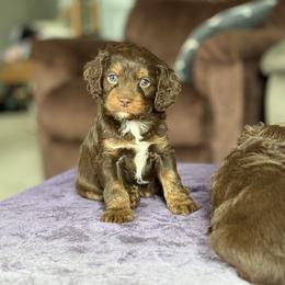 Rolo(brown boy) - Chocolate male Cavapoo puppy in Millersburg, Ohio from T Sanctum