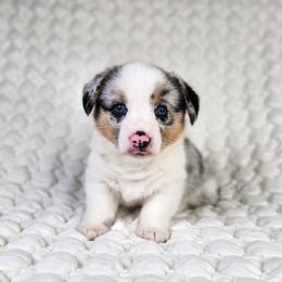 Louie - Blue merle and white male American Corgi puppy in Taylorsville, North Carolina from America's Red White and Bluie Corgis