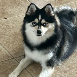 Aria - Pomsky