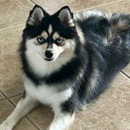 Aria - Pomsky