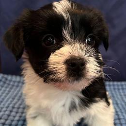 Floyd - Black & tan tri-color male Morkie puppy in Dighton, Massachusetts from Massachusetts Morkies