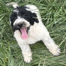 Smoke - Black female Labradoodle puppy in Somerset, California from Annie’s Animals