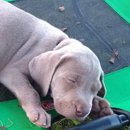 Weimaraners from SilverHoney Weims