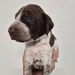 Jefferson - White and chestnut male Bracco Italiano puppy in Silver Summit, Utah from Snow Peak Kennel