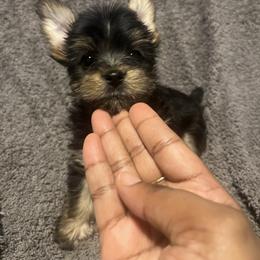 Molly - Black and tan female Yorkshire Terrier puppy in Gastonia, North Carolina from Precious pups dynasty kennel