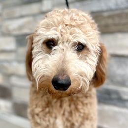 Ruby - Goldendoodle