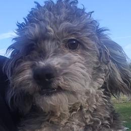 Brewen - Merle male Maltipoo puppy in Lebanon, Kentucky from Mosaic Merle Doodles