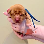Ramones - Red female Nova Scotia Duck Tolling Retriever puppy in Albany, New York from Sardonyx Canines