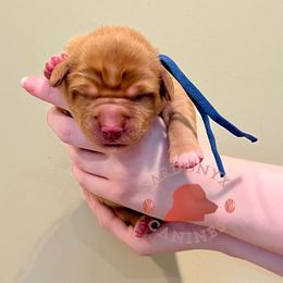 Ramones - Red female Nova Scotia Duck Tolling Retriever puppy in Albany, New York from Sardonyx Canines