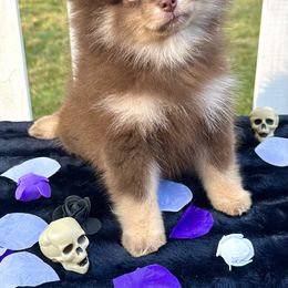Pomeranian Puppies from Peachy Pomeranians