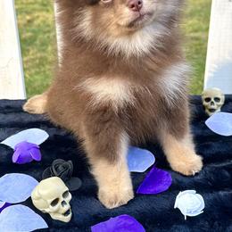 Pomeranian Puppies from Peachy Pomeranians