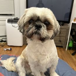 Rocky - Shih Tzu