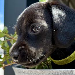 Green collar, all black boy - Black male Dachshund puppy in Orlando, Florida from Weiner Wunderland of Central Florida