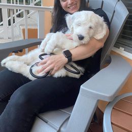 Sheepadoodle Puppies from Narrow Path Puppies