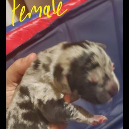 Great Dane Puppies from Titans Legacy Danes