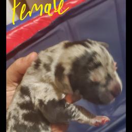 Great Dane Puppies from Titans Legacy Danes