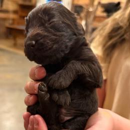 Girl 2 - Chocolate female Boykin Spaniel puppy in Barney, Georgia from Price & Co.