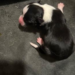 Abigail - Black and white female Border Collie puppy in Franklin, Maine from Broad Meadow Borders
