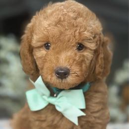 Zeus - Red  male Goldendoodle puppy in Yuciapa, California from AlltheDoodlez_