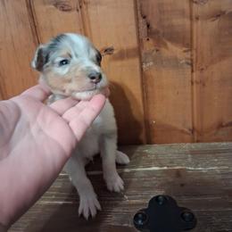 Stitch (Boy 4) - Blue merle white and tan male Collie puppy in Montpelier, Virginia from Gun Barrel Collies