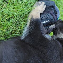 Athena - Lapponian Herder puppy in Roseburg, Oregon from Kaunis Joki Kennels