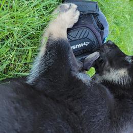 Athena - Lapponian Herder puppy in Roseburg, Oregon from Kaunis Joki Kennels