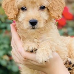 French Bulldogs and Goldendoodles from Goldilock’s Goldendoodles