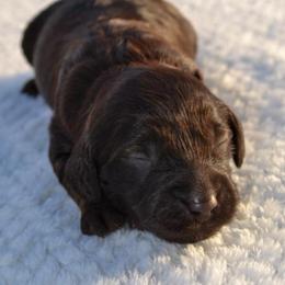 March - Chocolate male Goldendoodle puppy in Afton, Oklahoma from C5 Doodles