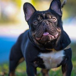Tortuga - French Bulldog